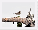 niittykirvinen Meadow Pipit * 800 x 603 * (186KB)